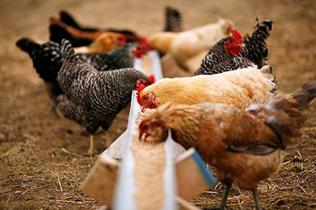 畜禽飼料解決方案